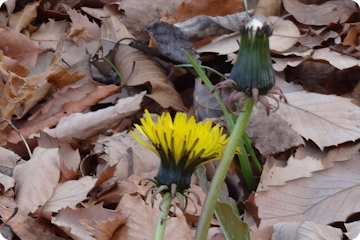 Mehr über den Artikel erfahren Das leise Sterben und das neue Sehen